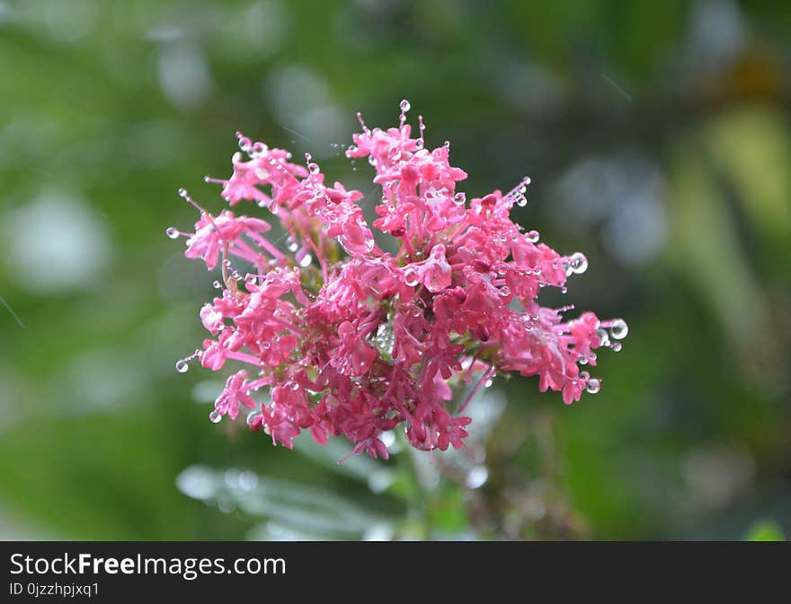 Plant, Flower, Flora, Annual Plant