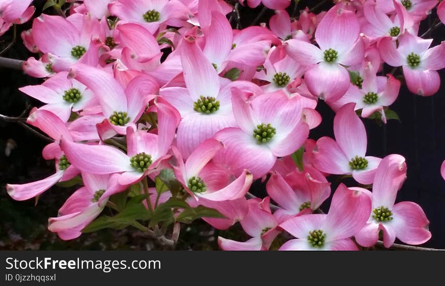 Flower, Pink, Plant, Flowering Plant