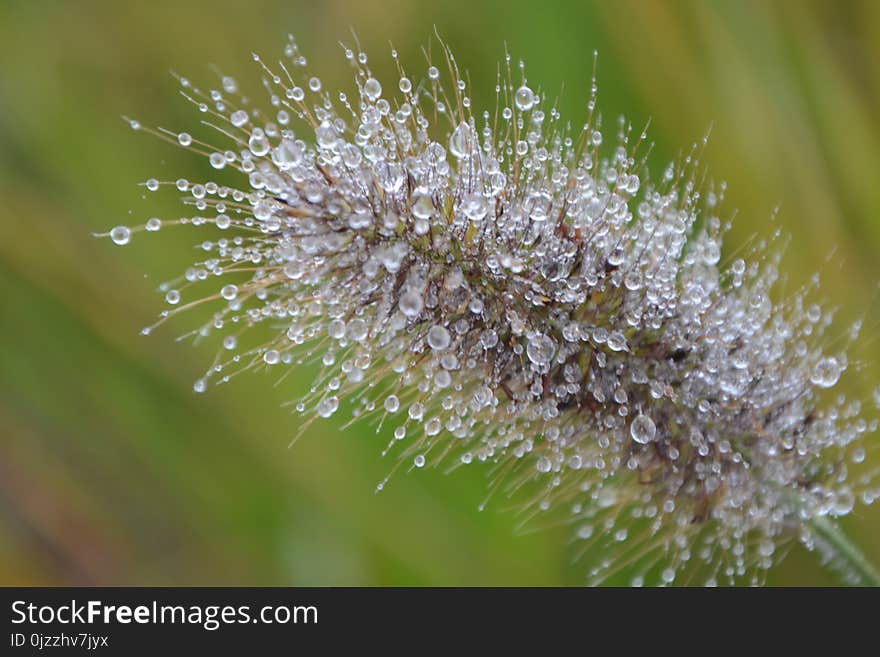 Water, Dew, Vegetation, Moisture