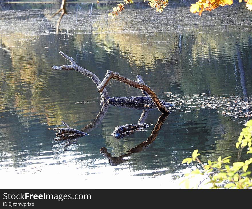 Reflection, Water, Pond, Fauna