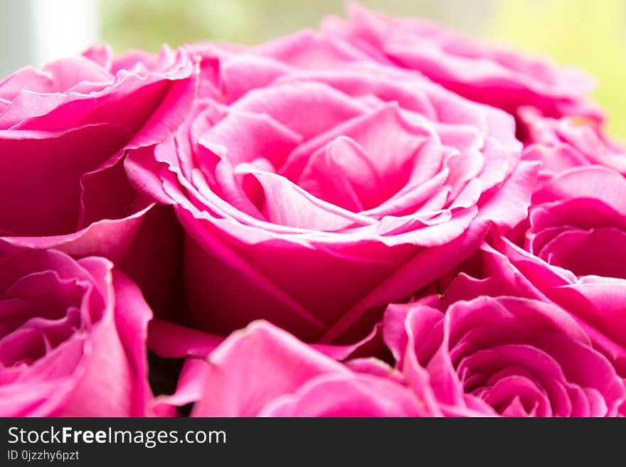 Flower, Rose, Garden Roses, Pink