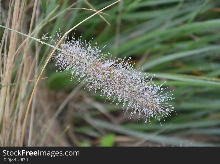 Plant, Flora, Grass Family, Grass