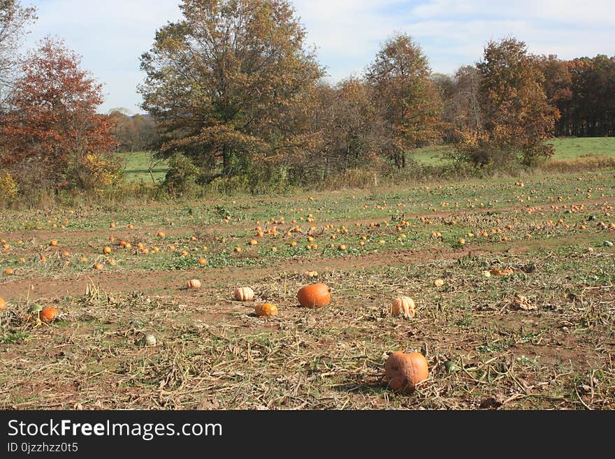 Ecosystem, Field, Farm, Shrubland