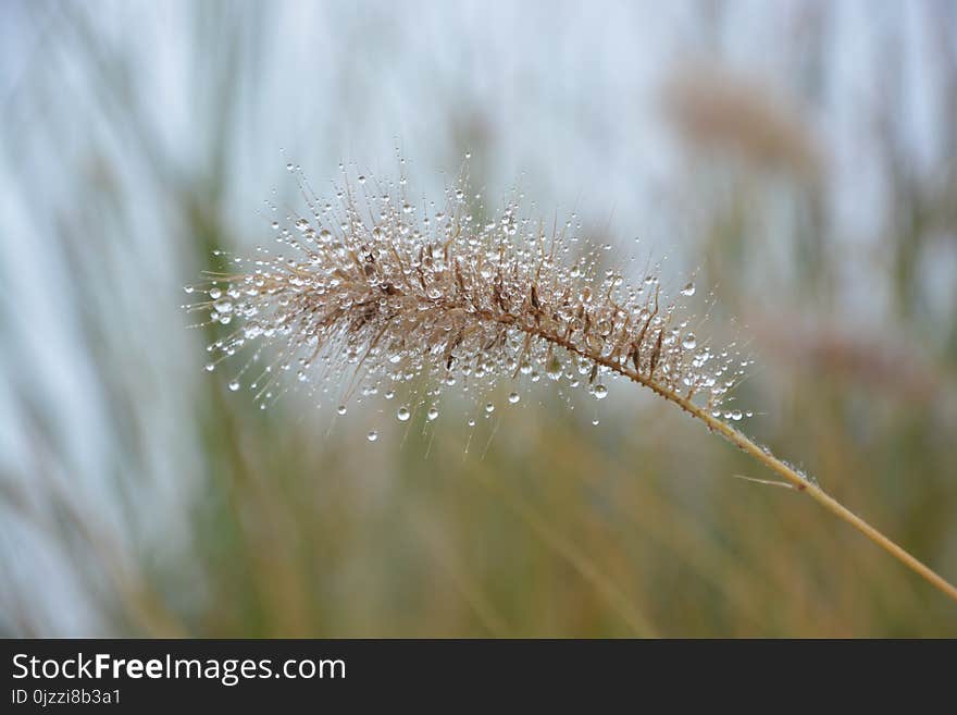 Water, Close Up, Grass Family, Moisture