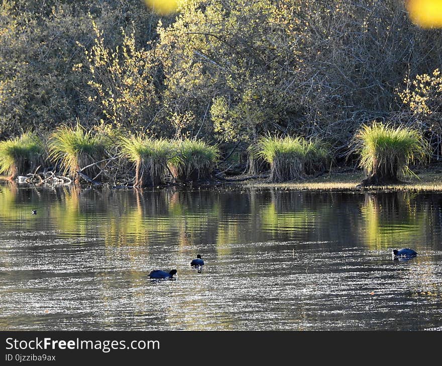 Water, Reflection, Nature, Waterway