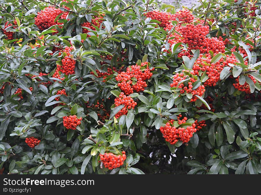 Plant, Heteromeles, Fruit, Sorbus