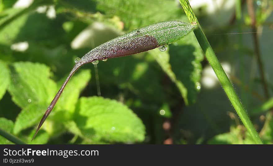 Leaf, Plant, Plant Stem, Herb