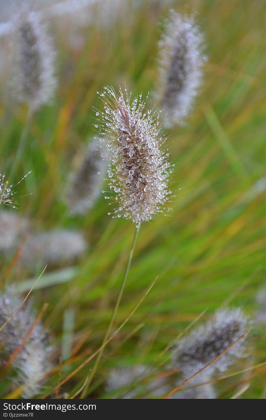 Plant, Flora, Grass, Vegetation