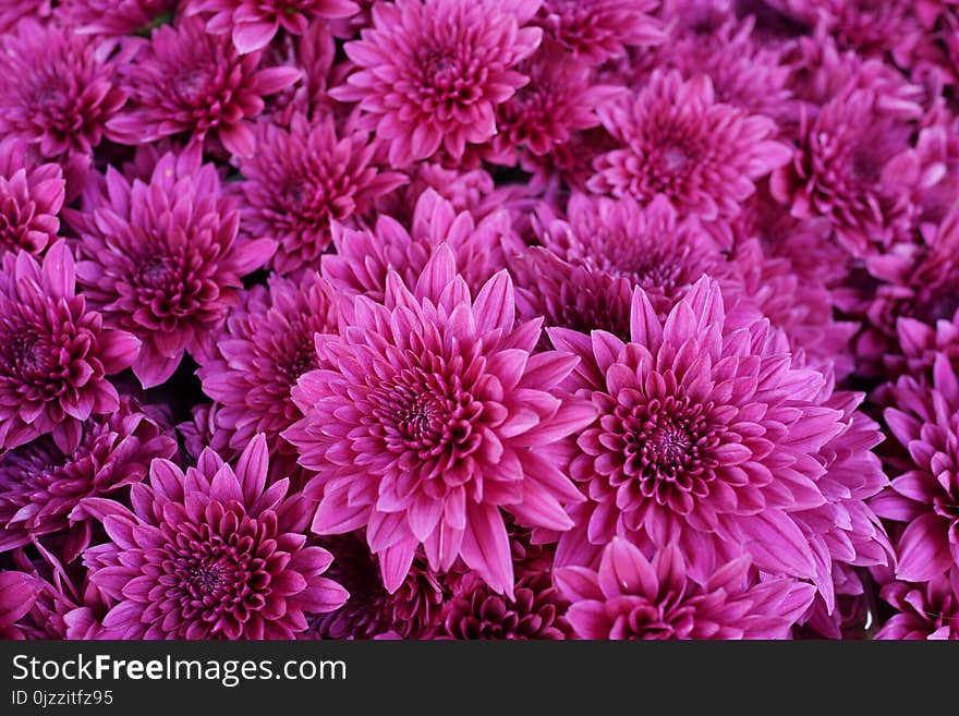 Flower, Pink, Purple, Plant