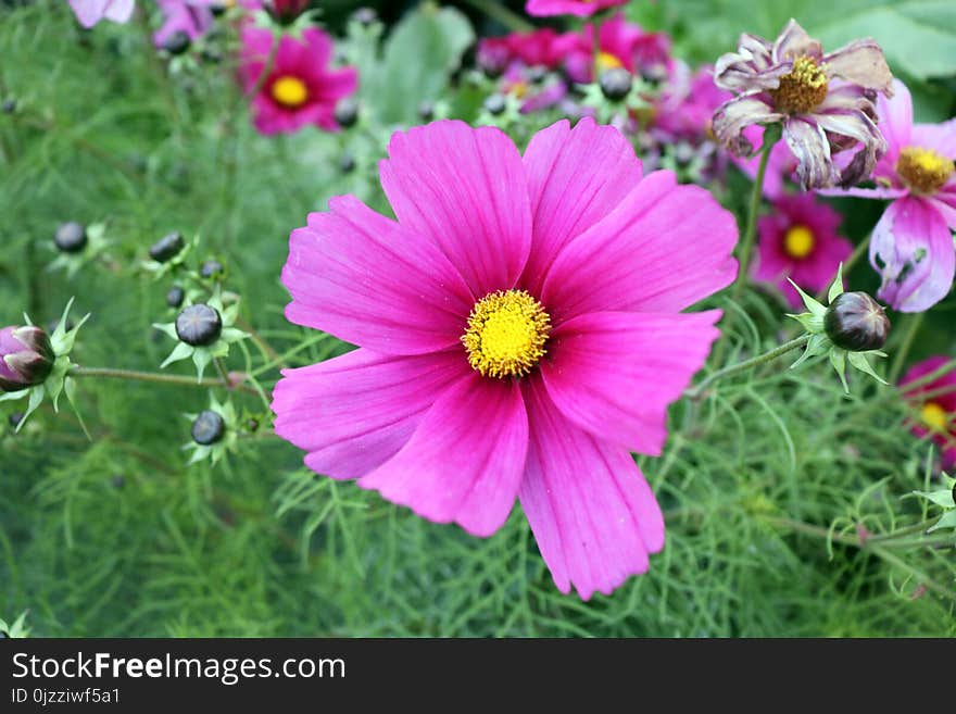 Flower, Garden Cosmos, Plant, Flowering Plant