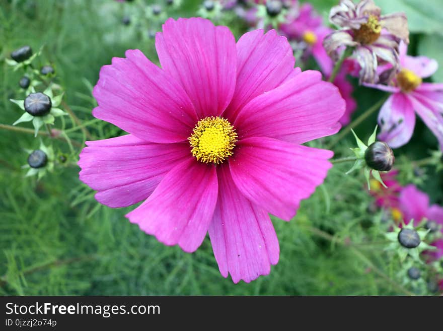 Flower, Garden Cosmos, Flora, Plant