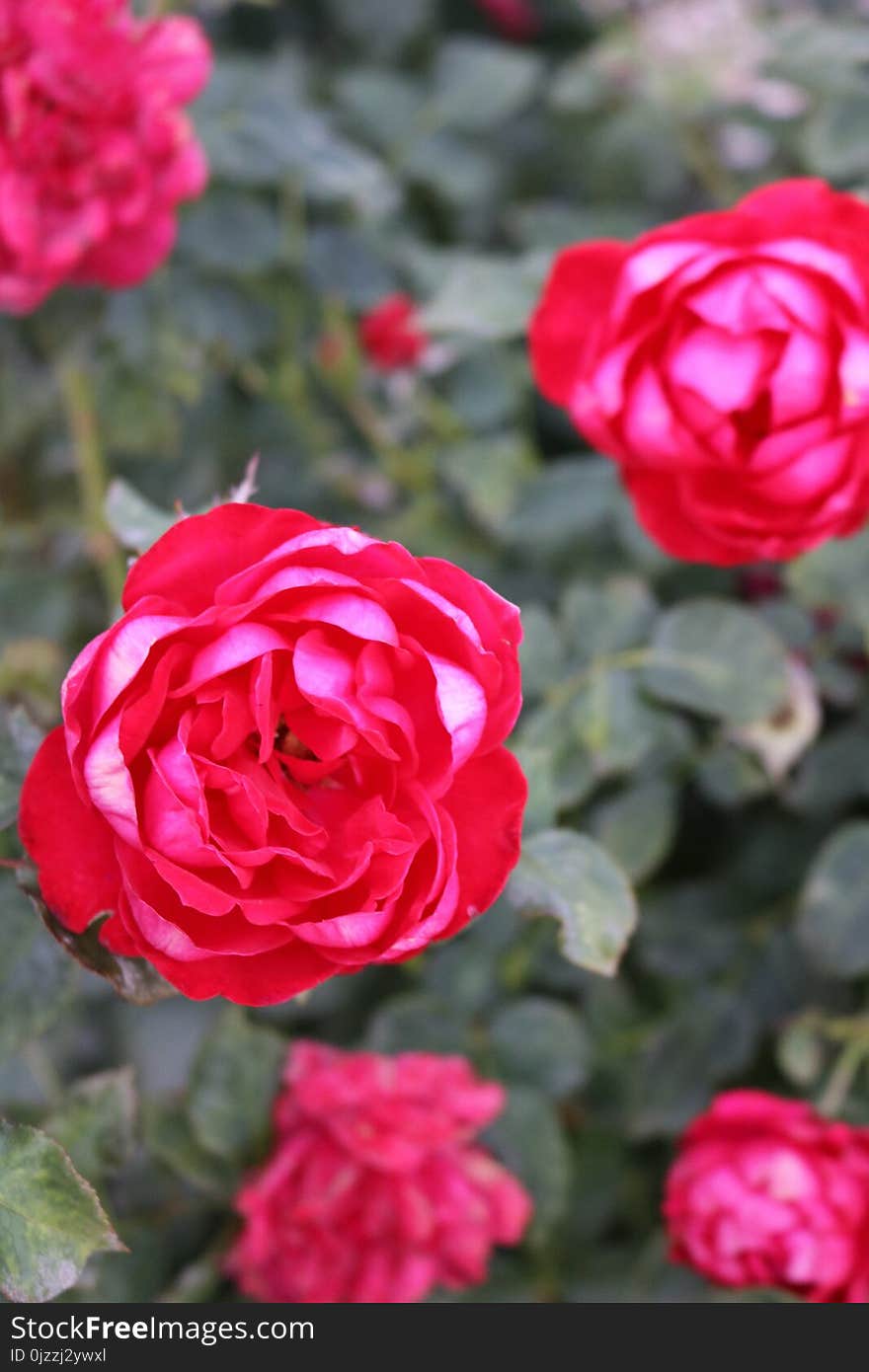 Rose, Flower, Rose Family, Garden Roses