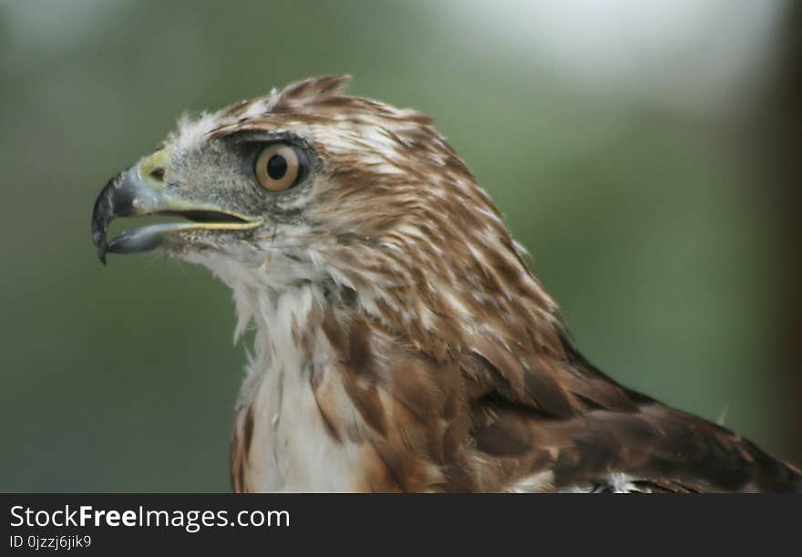 Beak, Bird, Bird Of Prey, Hawk