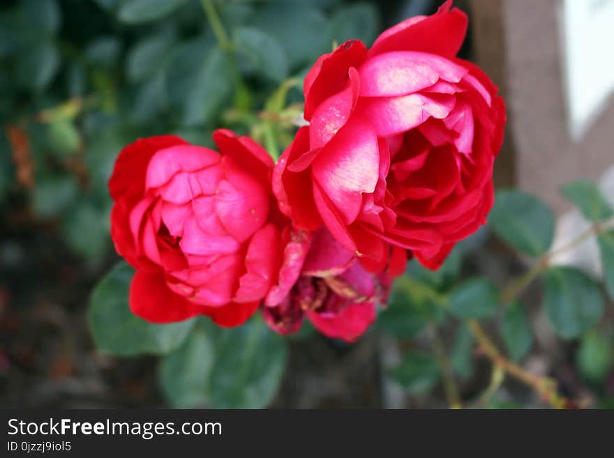 Flower, Rose, Rose Family, Flowering Plant