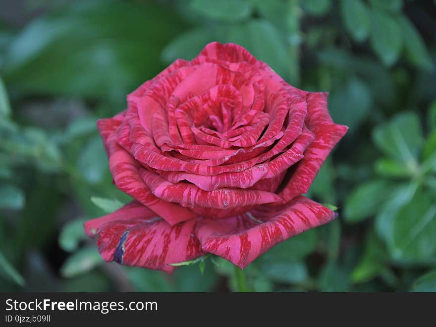 Flower, Rose, Rose Family, Floribunda