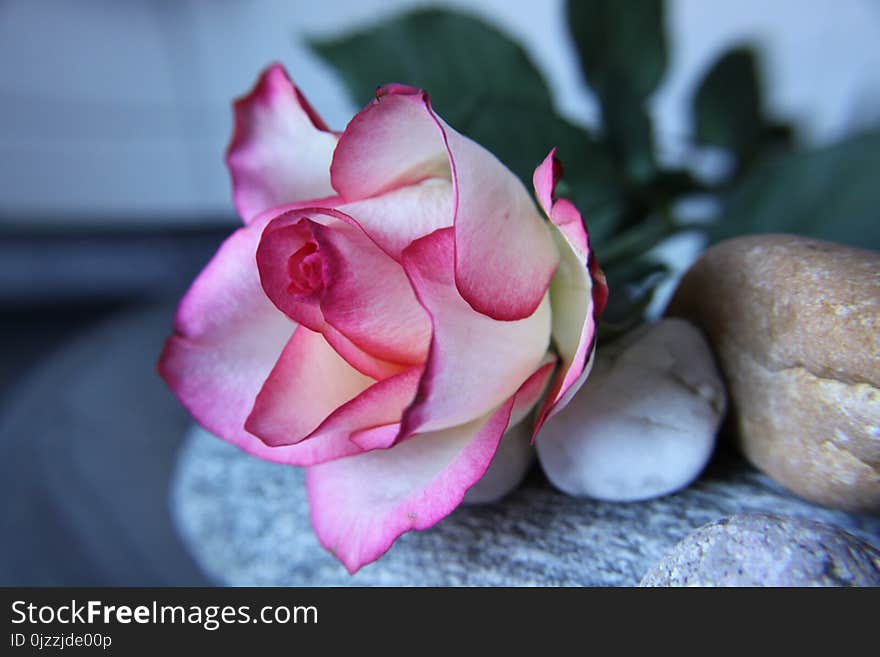 Flower, Pink, Rose, Plant