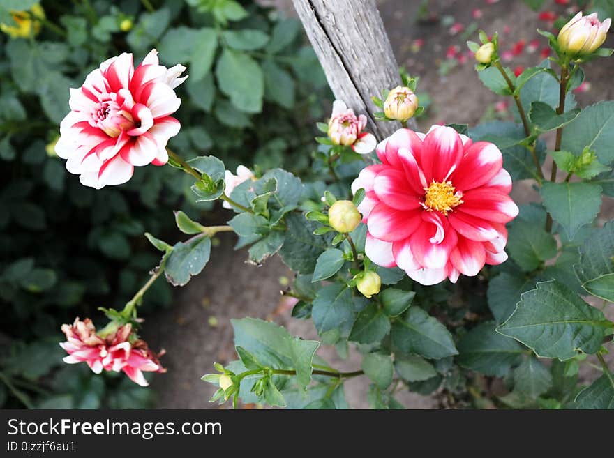 Flower, Plant, Flowering Plant, Dahlia