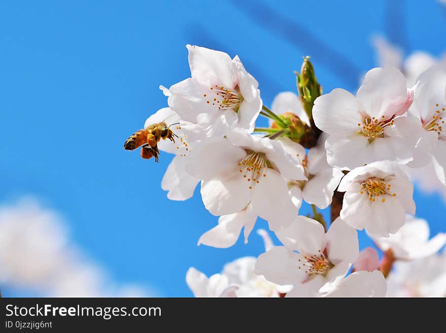 Flower, Blossom, Blue, White