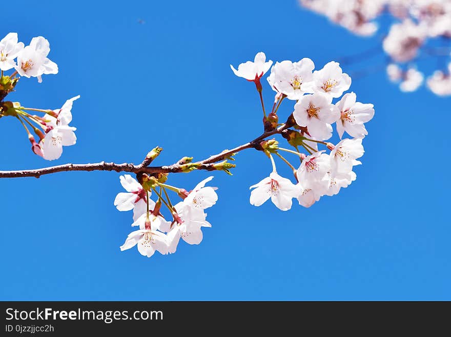 Blossom, Blue, Flower, Sky