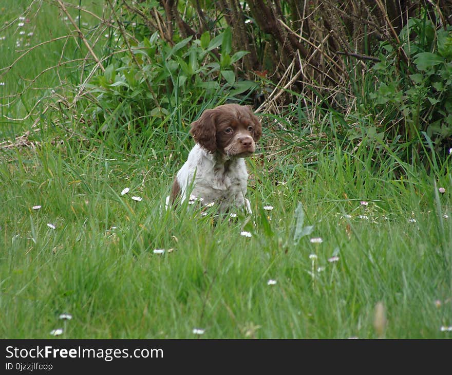 Dog Like Mammal, Small Münsterländer, Dog, Grass