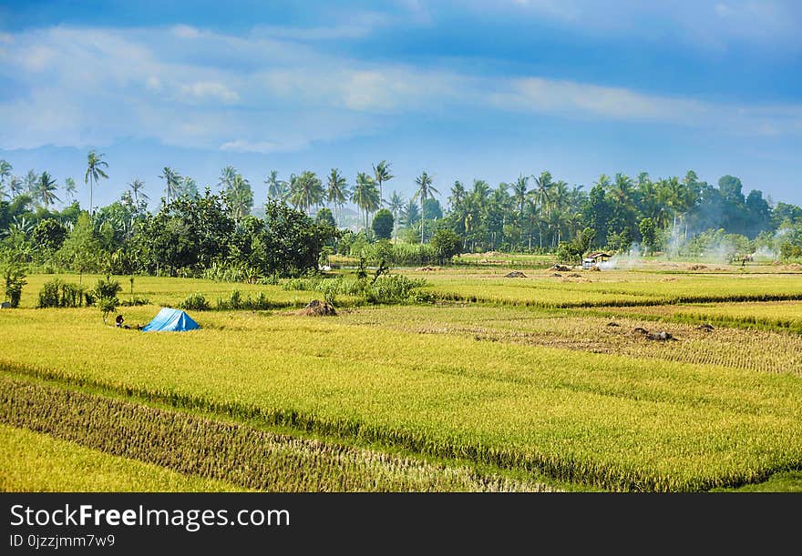 Paddy Field, Field, Agriculture, Grassland