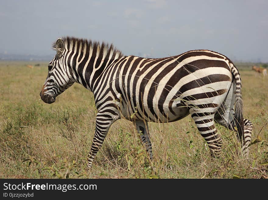 Terrestrial Animal, Wildlife, Zebra, Grassland