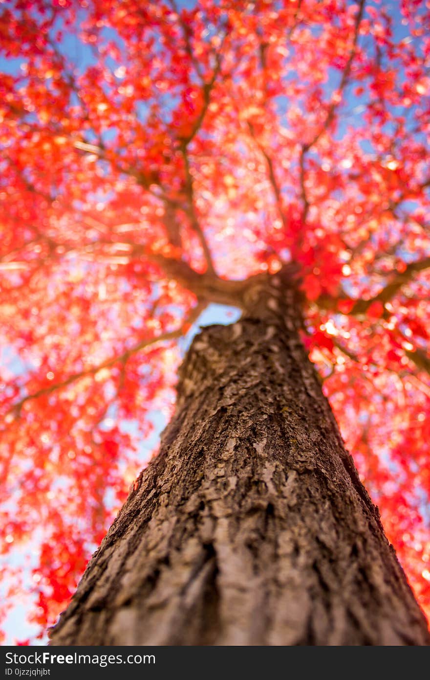 Tree, Branch, Autumn, Woody Plant