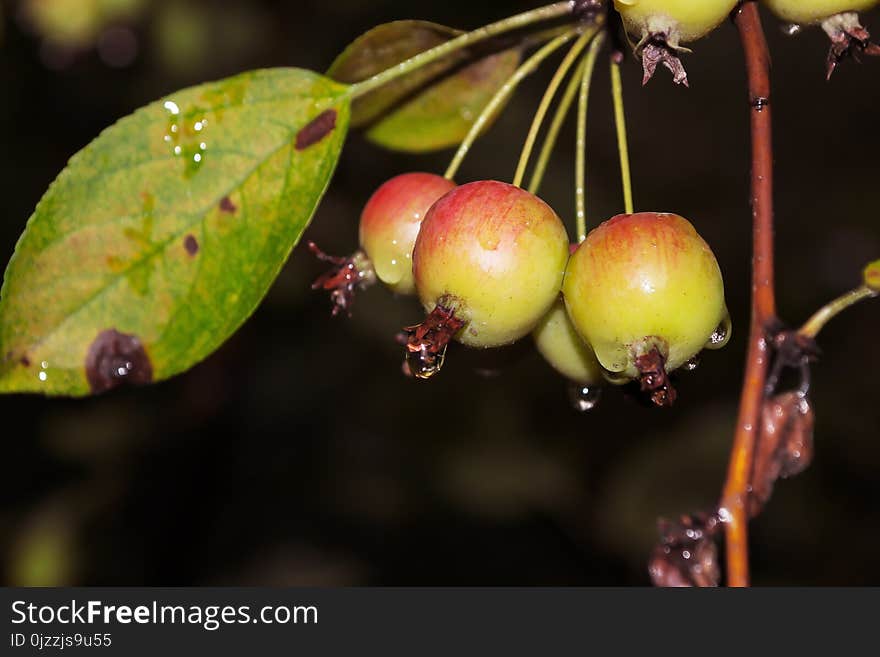 Fruit, Branch, Close Up, Cherry