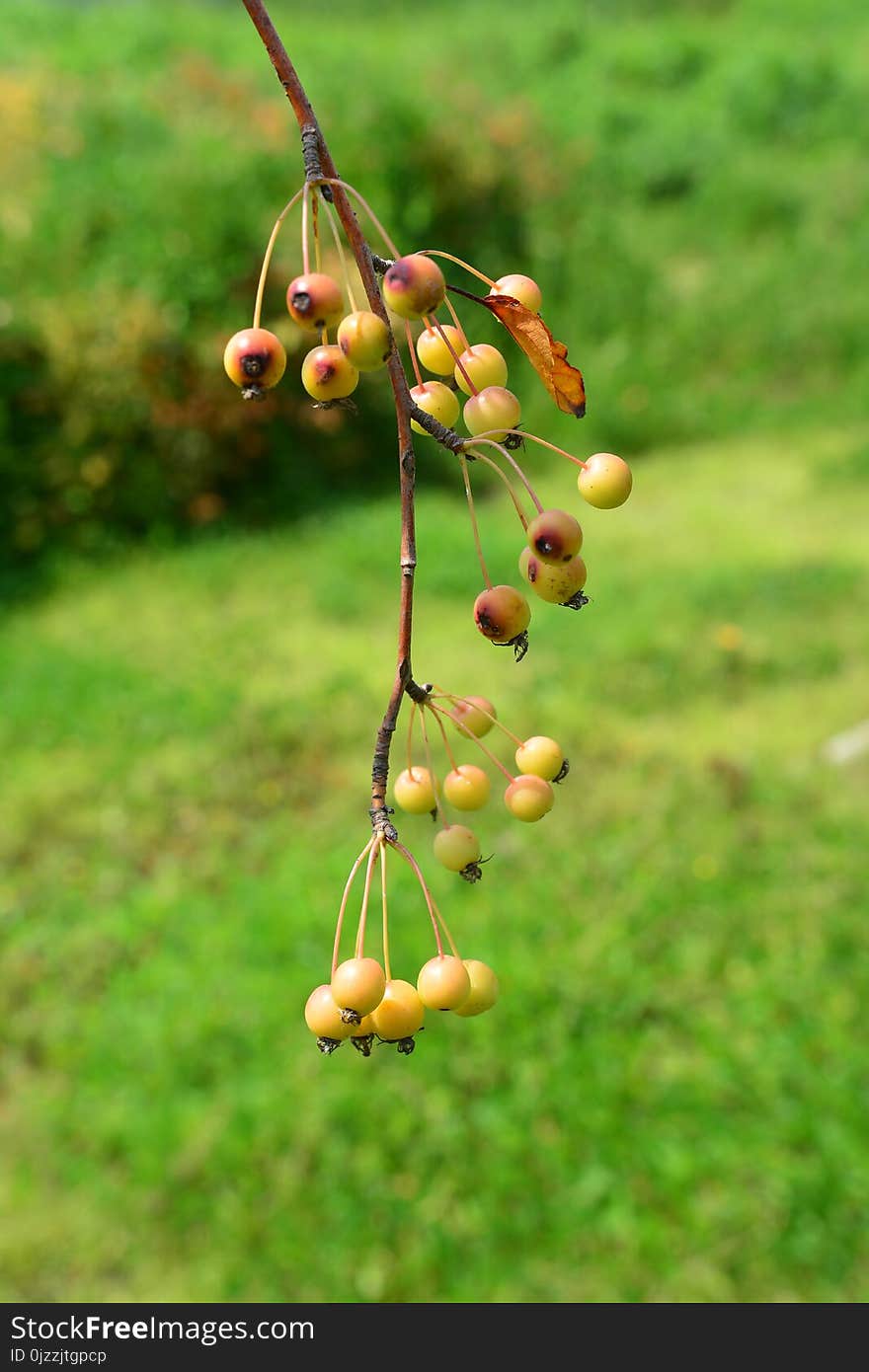 Grass, Plant, Fruit, Spring