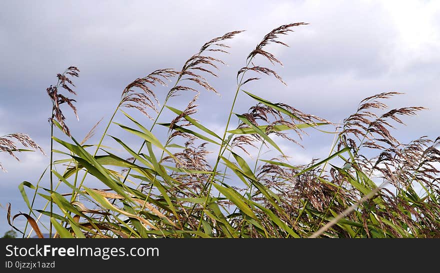 Plant, Phragmites, Grass Family, Sky