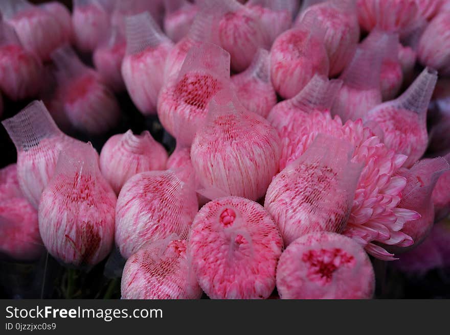 Flower, Pink, Plant, Flowering Plant