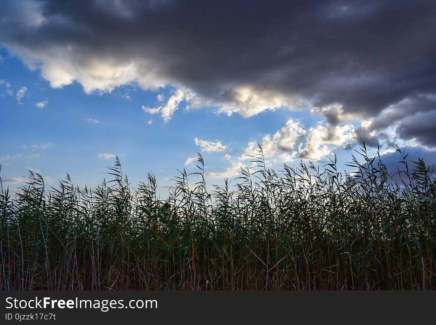 Sky, Cloud, Field, Atmosphere