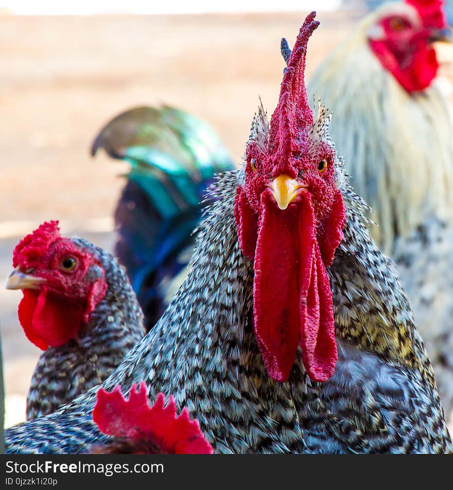 Chicken, Rooster, Galliformes, Beak