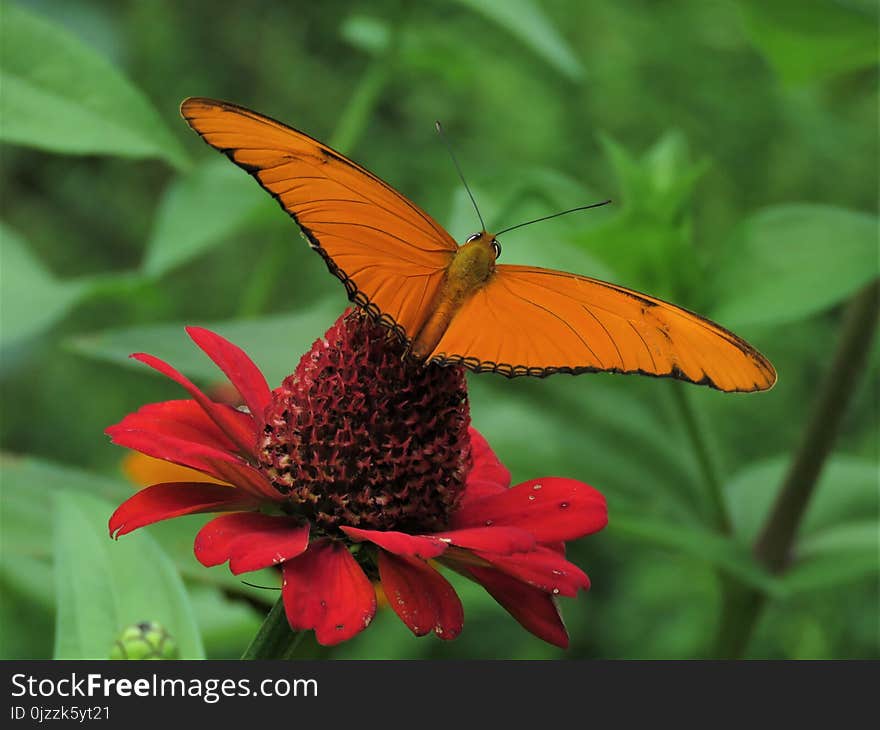 Butterfly, Moths And Butterflies, Brush Footed Butterfly, Insect