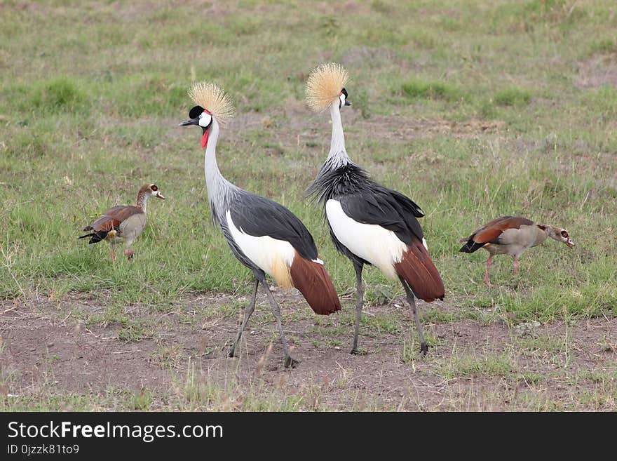 Bird, Crane Like Bird, Crane, Ecosystem