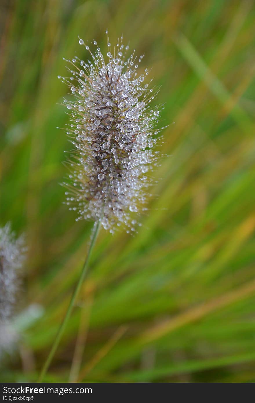 Grass Family, Flora, Grass, Close Up