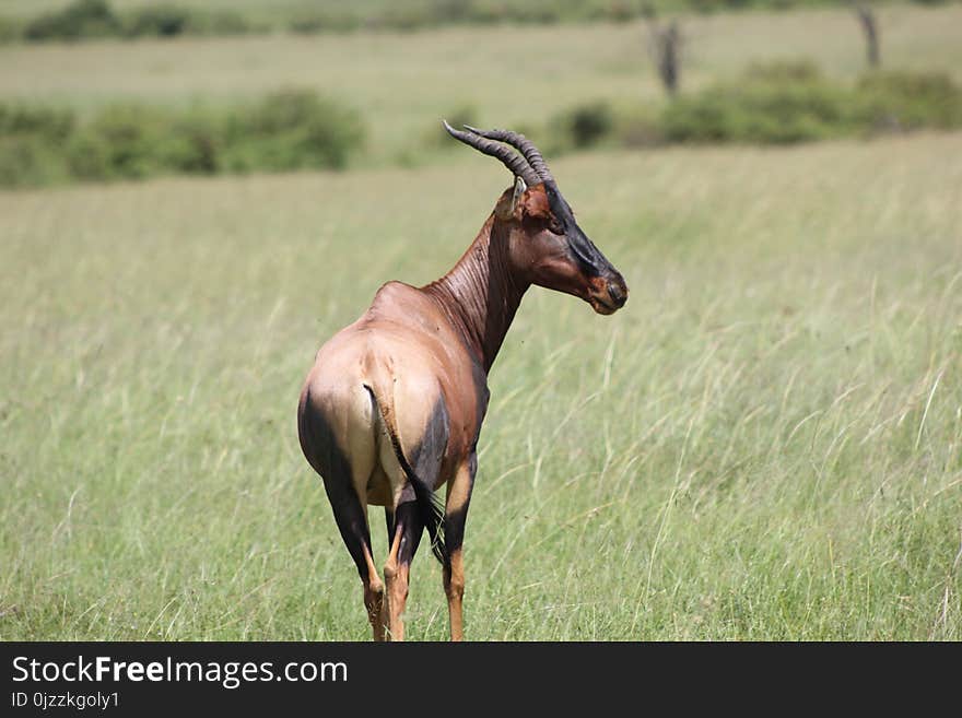 Wildlife, Grassland, Horn, Fauna