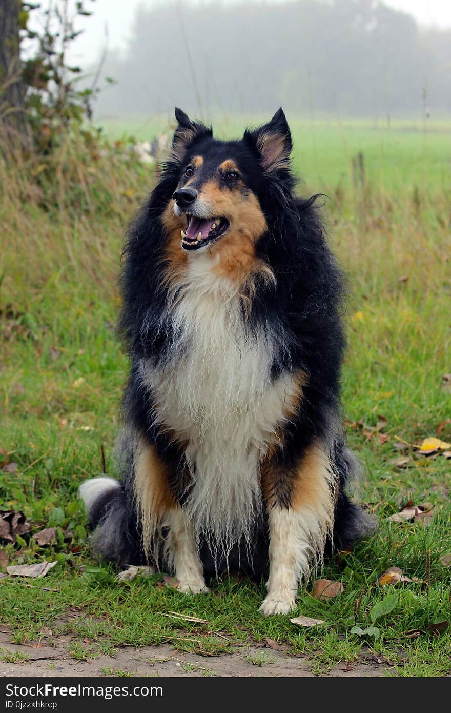 Dog, Dog Like Mammal, Rough Collie, Scotch Collie