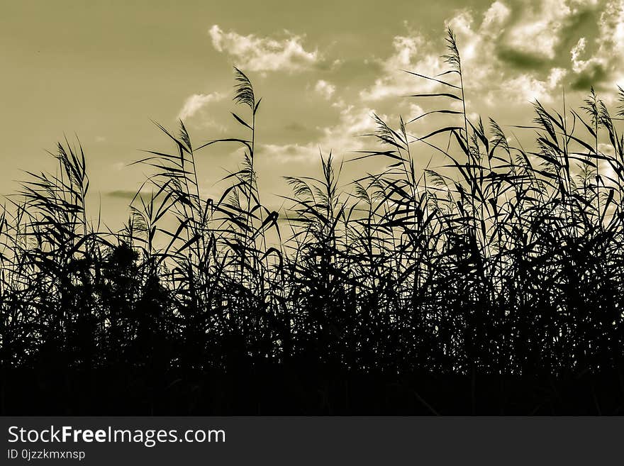 Sky, Black And White, Phragmites, Grass Family