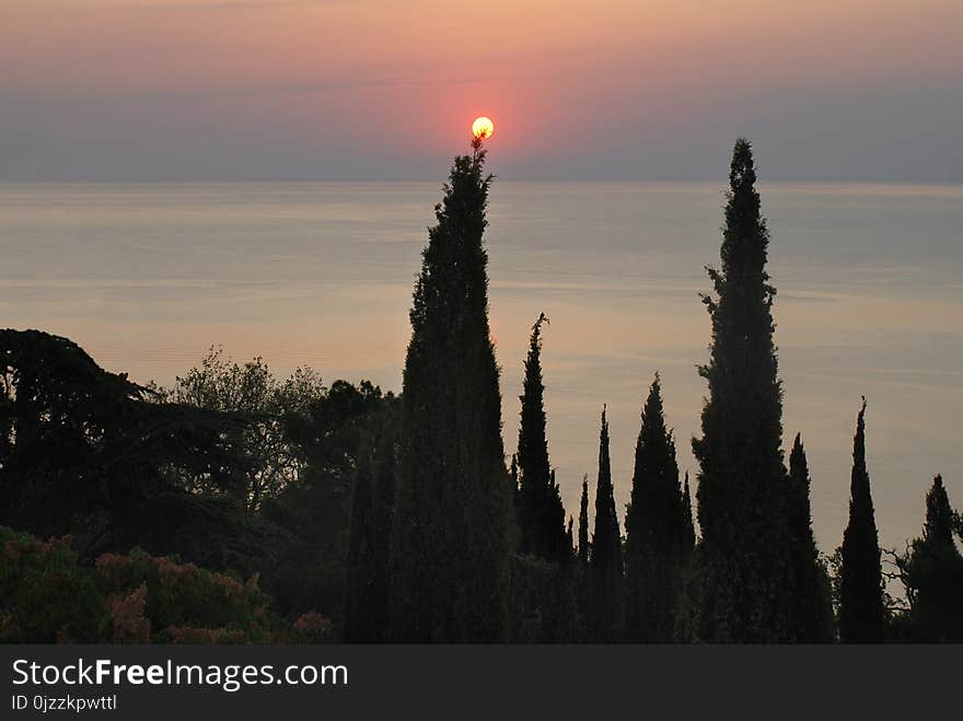 Sky, Tree, Sunrise, Dawn