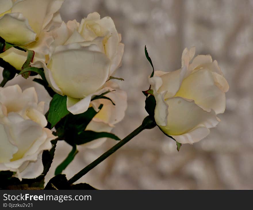 Flower, White, Rose Family, Plant