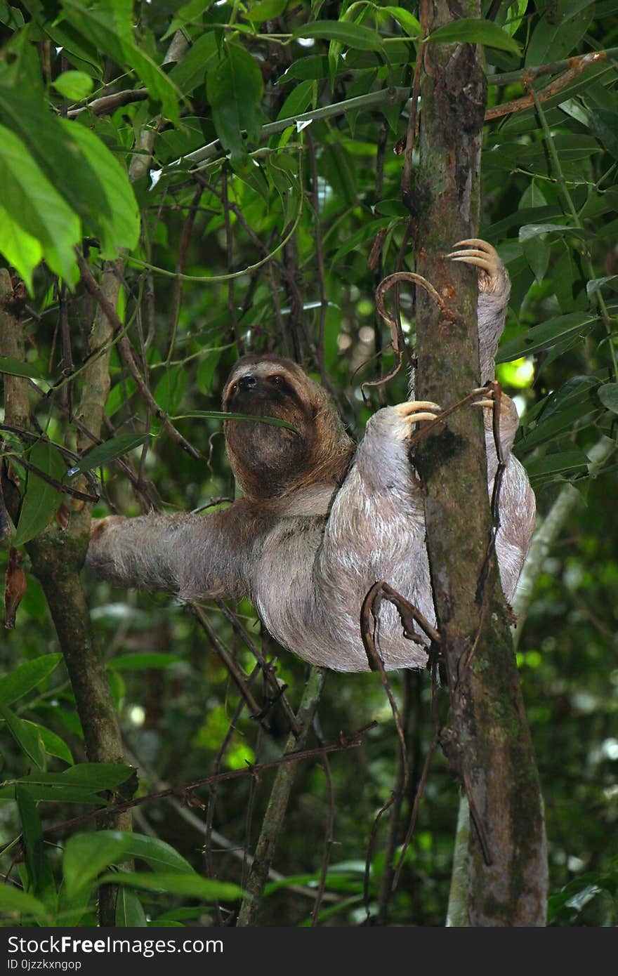 Three Toed Sloth, Fauna, Mammal, Jungle