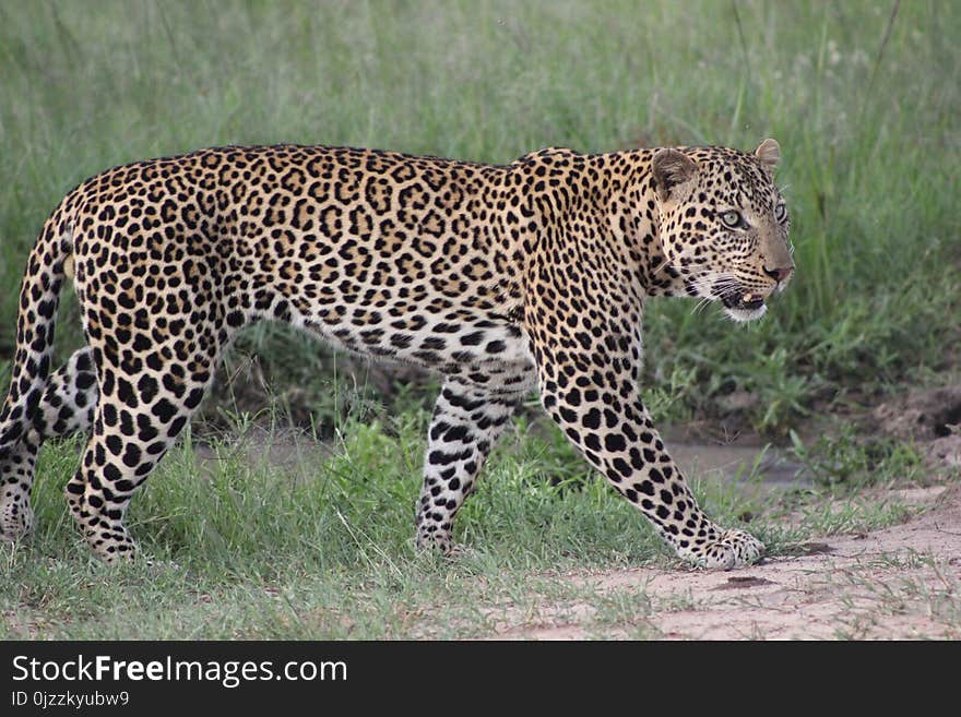 Leopard, Terrestrial Animal, Wildlife, Jaguar