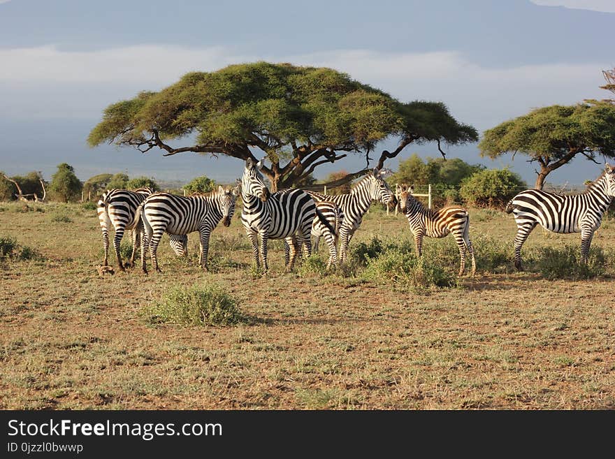 Wildlife, Grassland, Ecosystem, Zebra