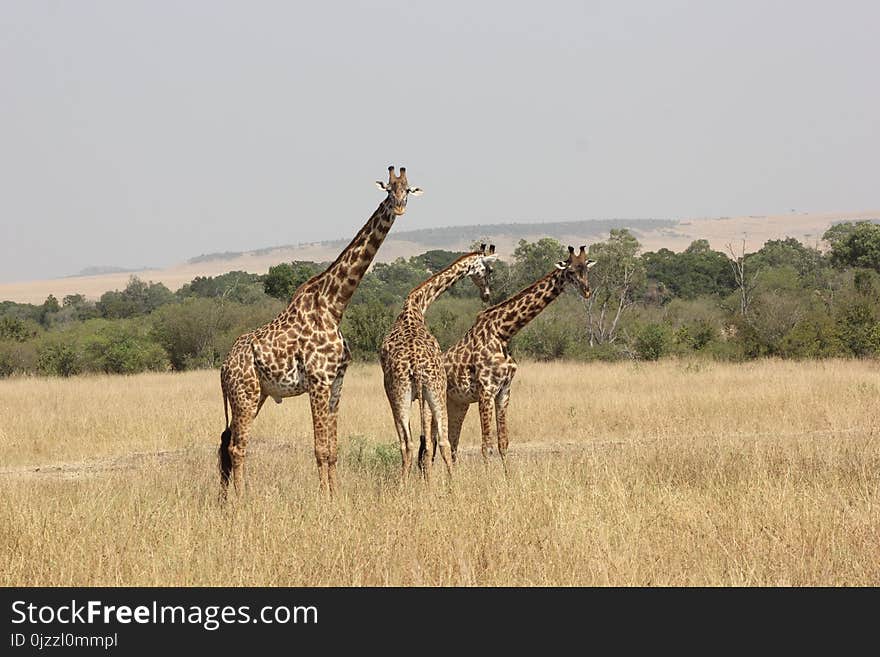 Wildlife, Giraffe, Terrestrial Animal, Grassland