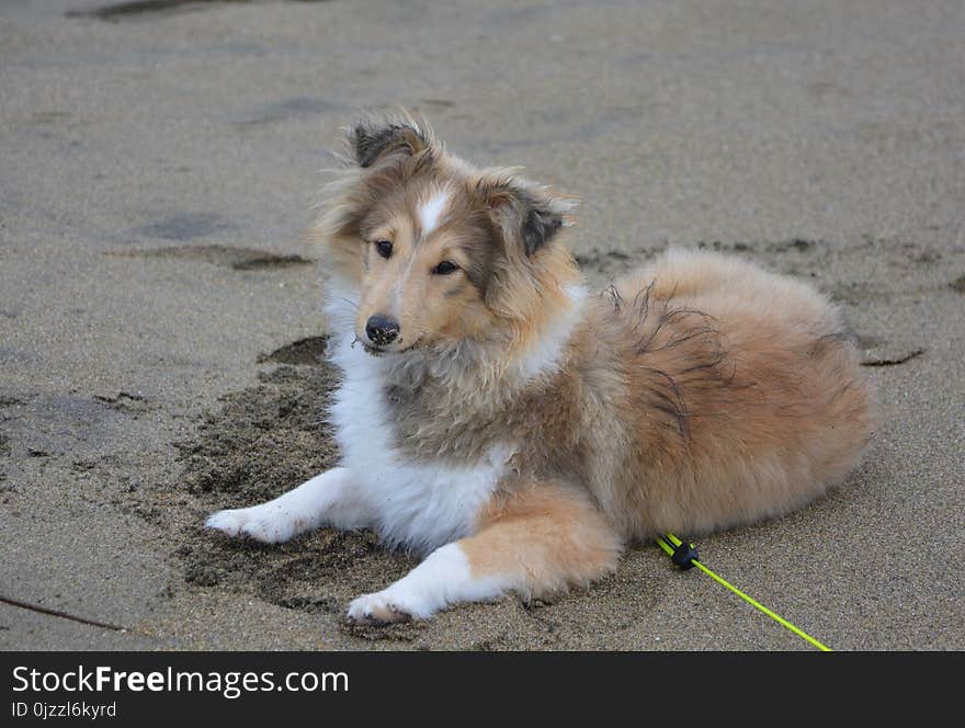 Dog, Dog Breed, Dog Like Mammal, Scotch Collie