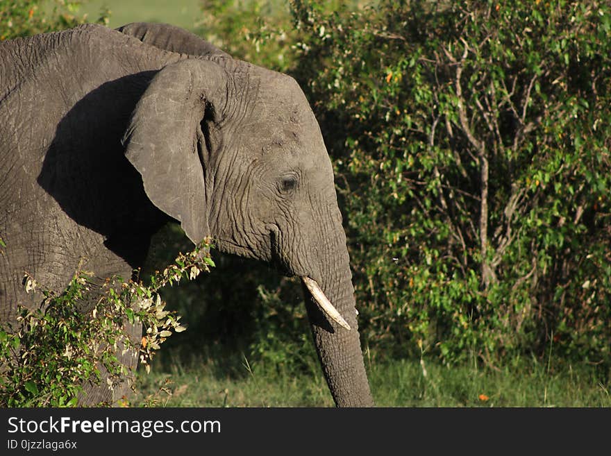 Elephant, Elephants And Mammoths, Wildlife, Terrestrial Animal