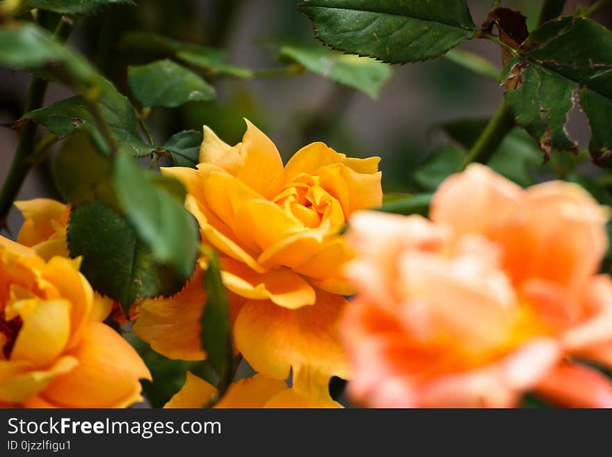 Flower, Yellow, Rose Family, Rose