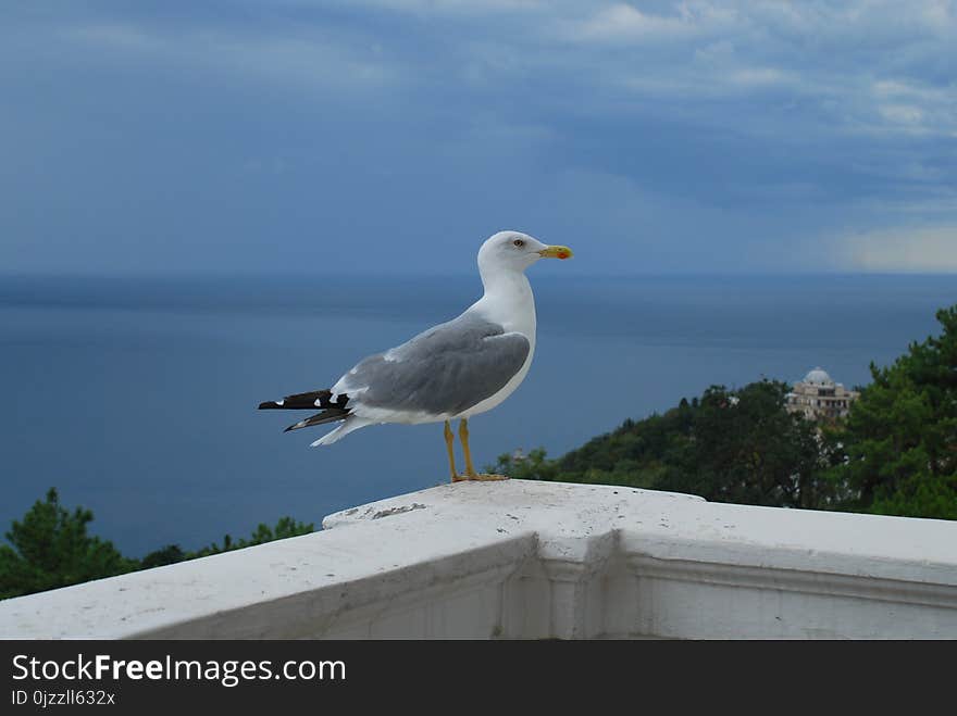 Bird, Gull, Seabird, Beak