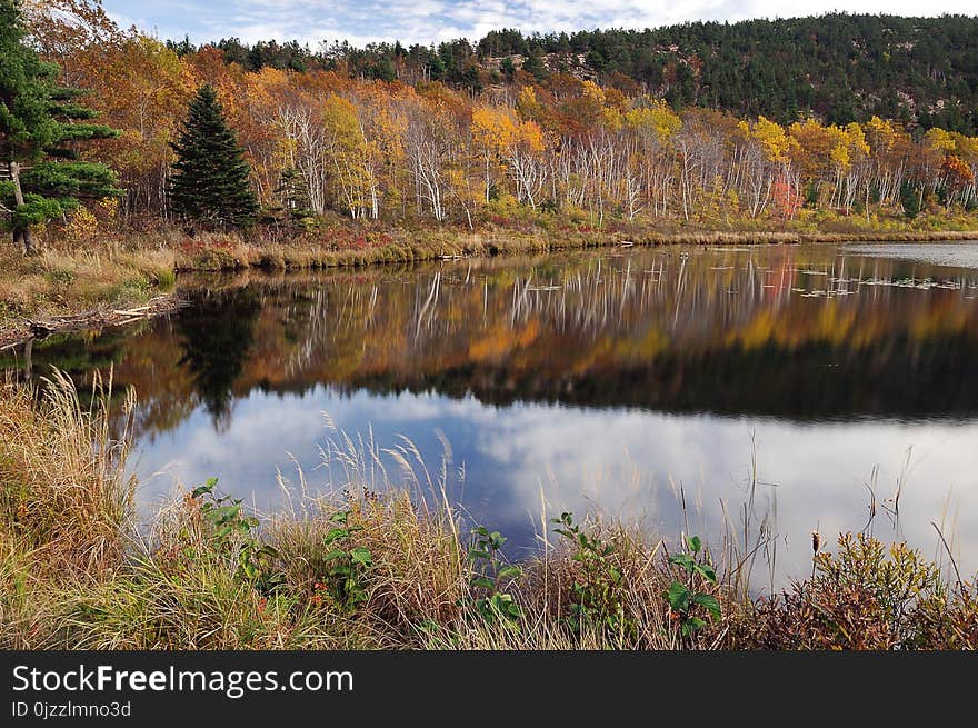 Reflection, Nature, Water, Leaf